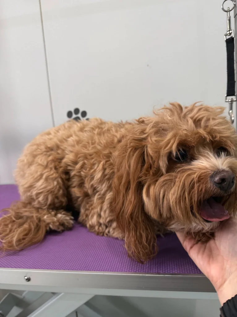 A freshly groomed Cavoodle wearing a pink bandana